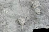 Crinoid Fossils ( Species) - Gilmore City, Iowa #86748-3